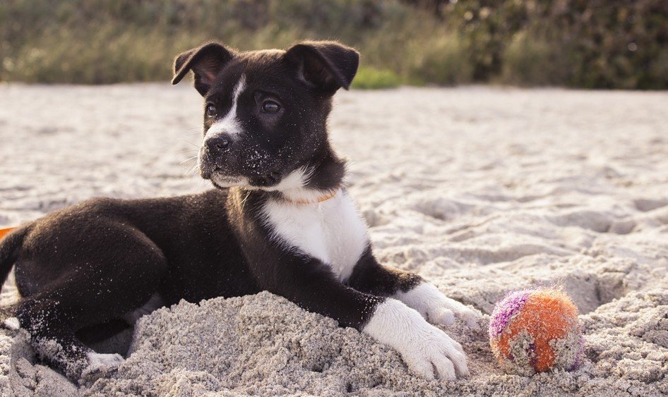 Pleeggezinnen pups gezocht